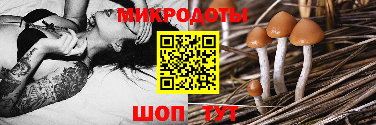 Псилоцибиновые грибы Psilocybe Мурманск